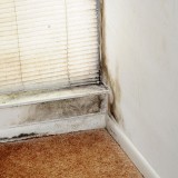 Mold Remediation