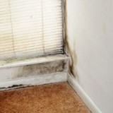 Mold Symptoms – Is it Time for Remediation?